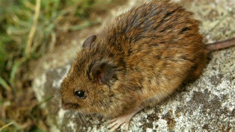 st kilda field mouse theme tree